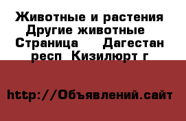 Животные и растения Другие животные - Страница 2 . Дагестан респ.,Кизилюрт г.